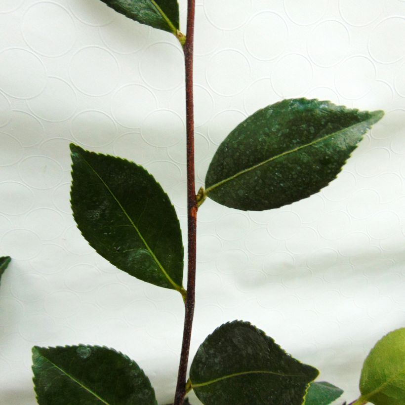 Camellia sasanqua Showa no Sakae - Herbstblühende Kamelie (Laub)