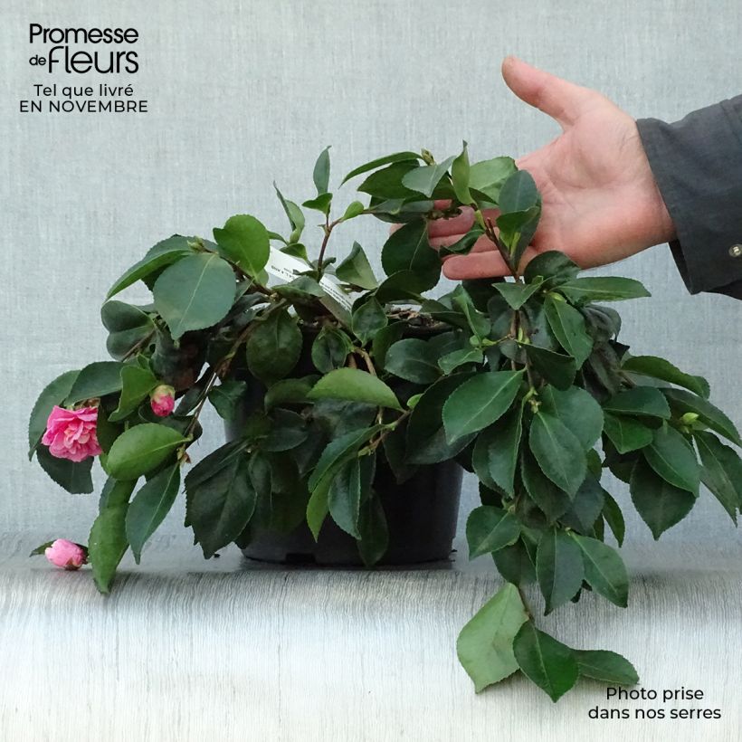 Exemplar von Camélia d'automne - Camellia sasanqua Waterfall Pink en pot de 4/5L wie im Herbst geliefert