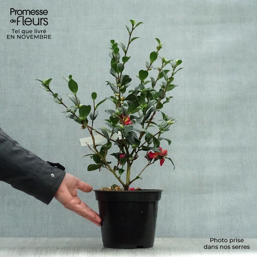 Exemplar von Camélia d'automne - Camellia sasanqua Yuletide Pot de 4L/5L wie im Herbst geliefert