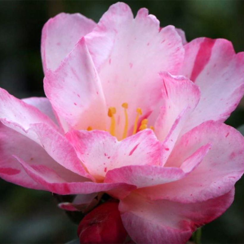 Camellia sasanqua Stars'n Stripes - Herbstblühende Kamelie (Blüte)