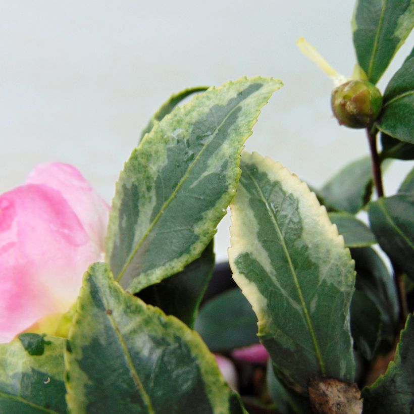 Camellia sasanqua Variegata - Herbstblühende Kamelie (Laub)