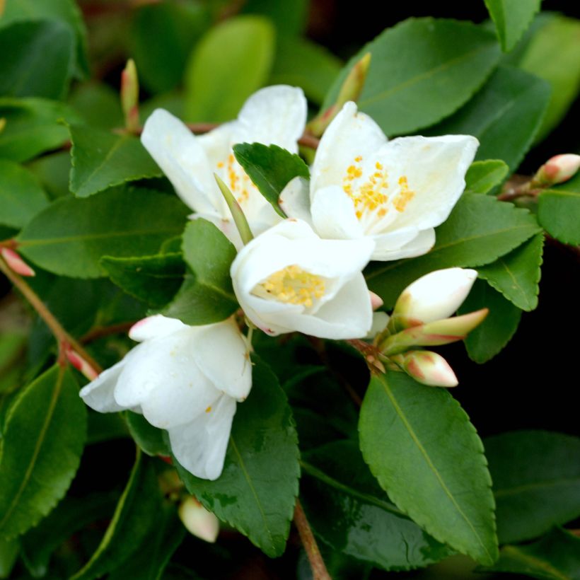 Camellia lutchuensis - Kamelie (Blüte)