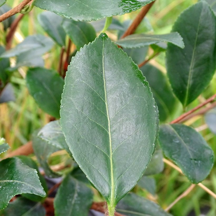 Camellia sasanqua Cleopatra - Herbstblühende Kamelie (Laub)