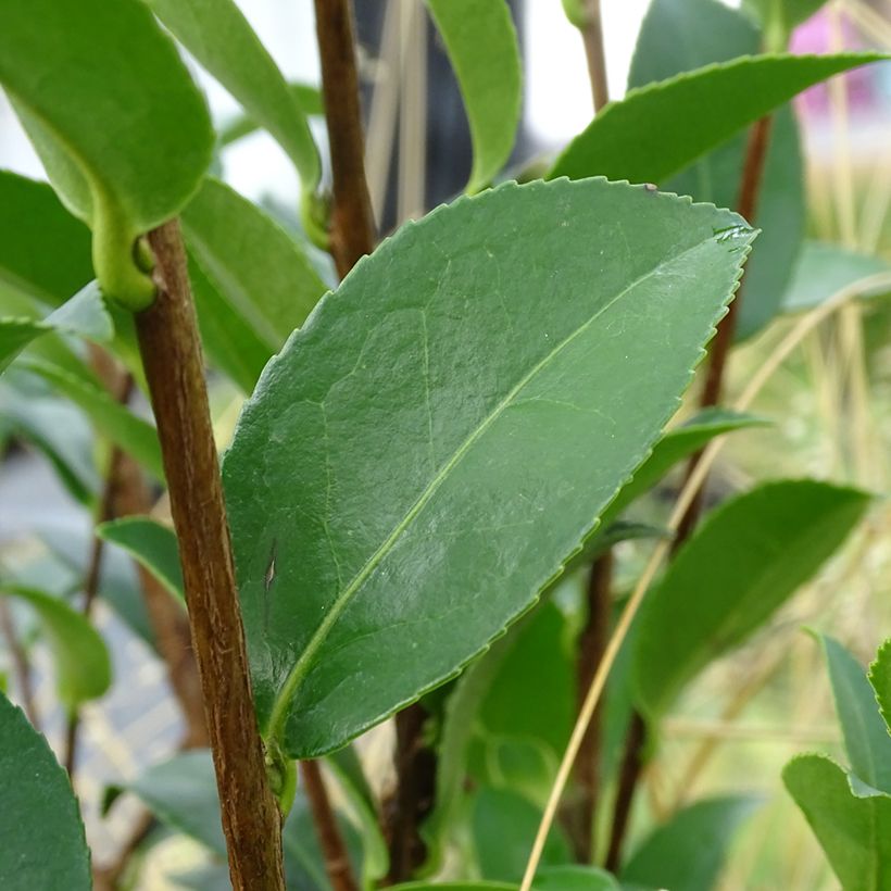 Camellia sasanqua Kanjiro - Herbstblühende Kamelie (Laub)