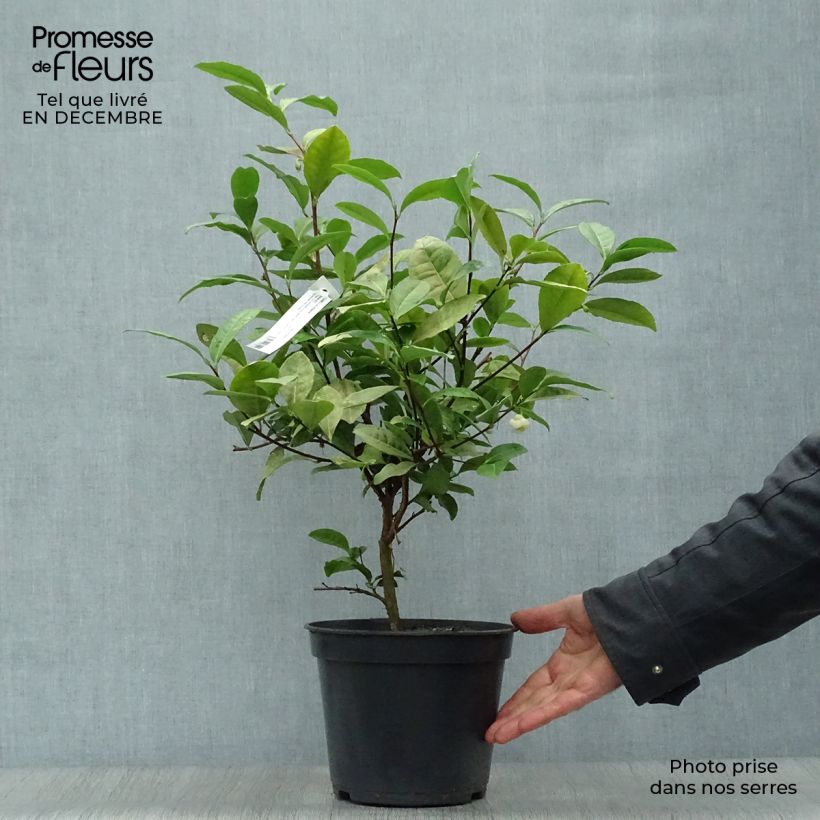 Exemplar von Camélia sinensis - Théier Pot de 4L/5L wie im Winter geliefert