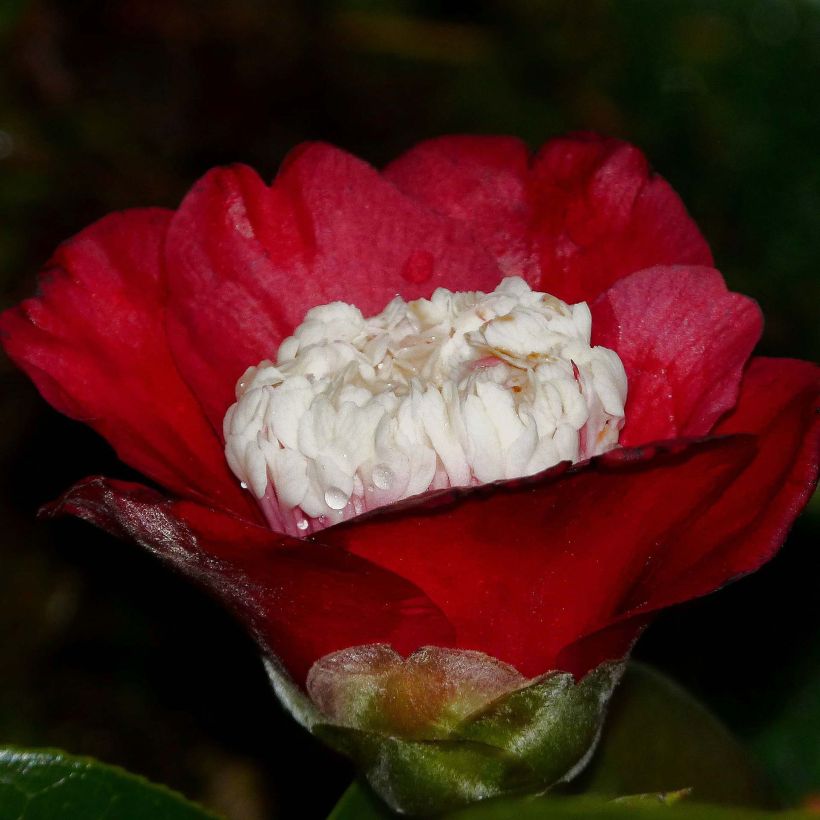 Camellia Bokuhan - Japanische Kamelie (Blüte)