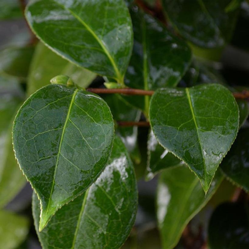 Camellia Botanyuki - Kamelie (Laub)