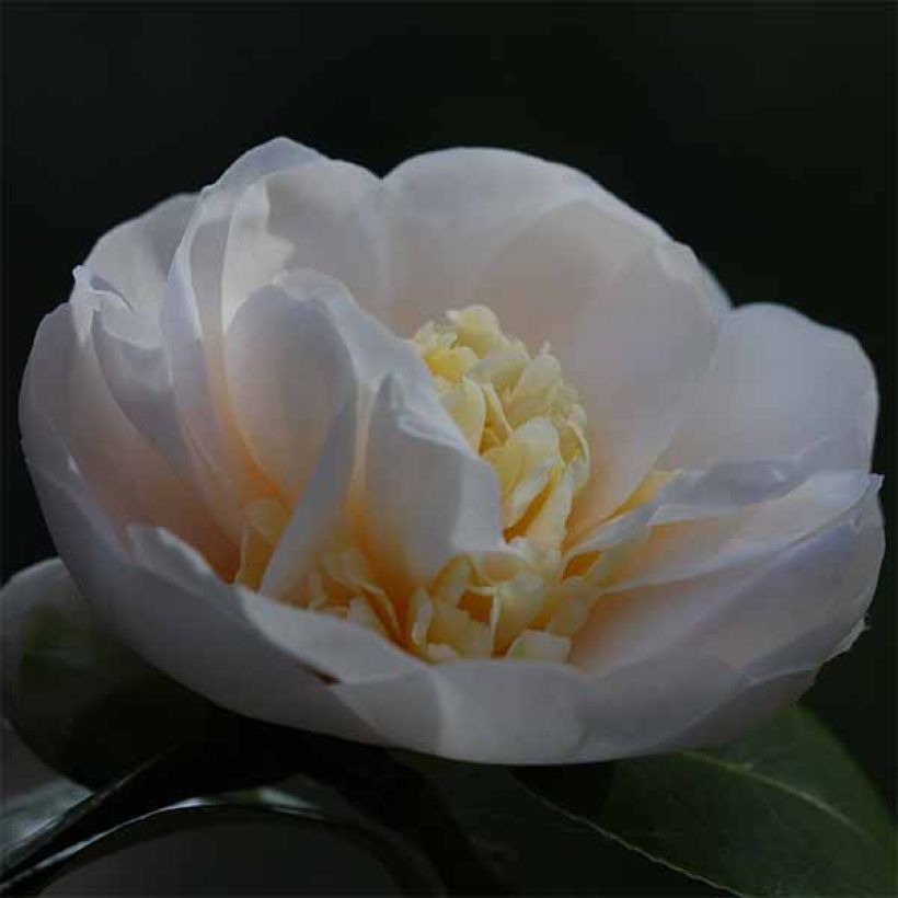 Camellia Botanyuki - Kamelie (Blüte)