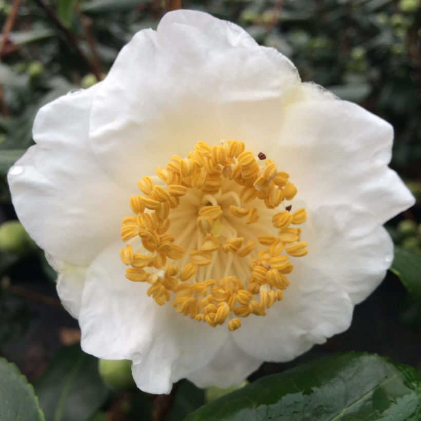 Camellia de Higo Fuji - Japanische Kamelie (Blüte)