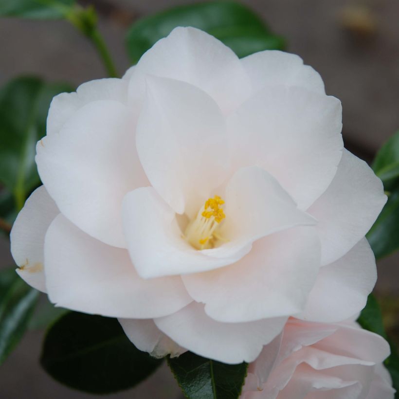 Camellia Hagoromo - Japanische Kamelie (Blüte)