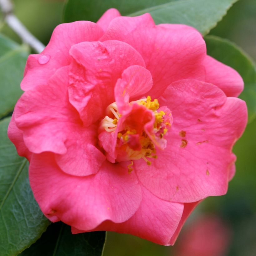 Camellia Lady Campbell - Japanische Kamelie (Blüte)