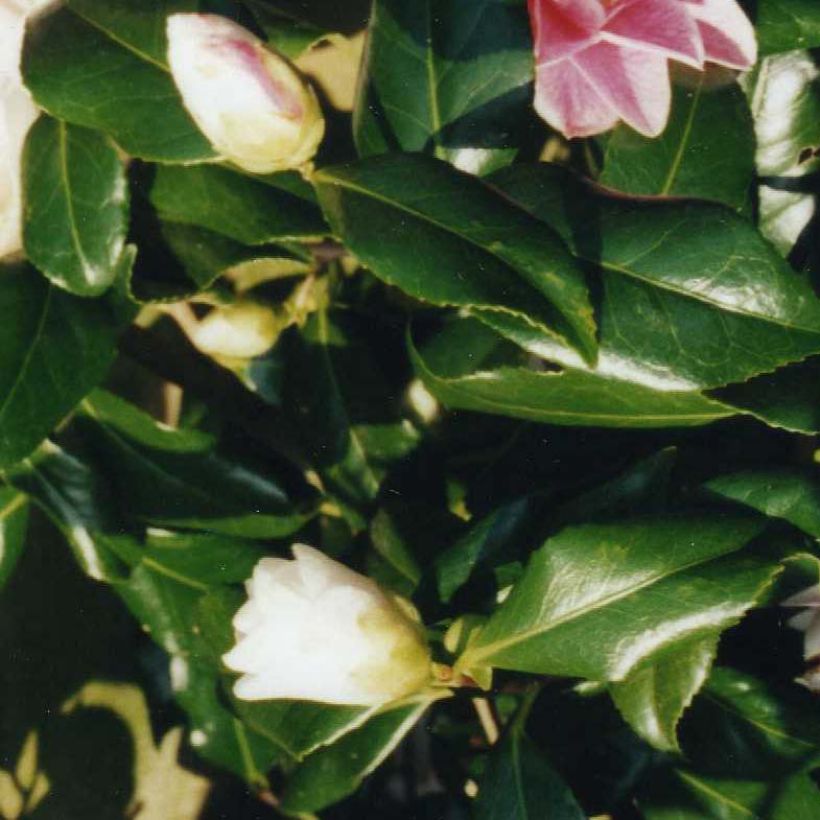 Camellia Lady Vansittart - Japanische Kamelie (Laub)