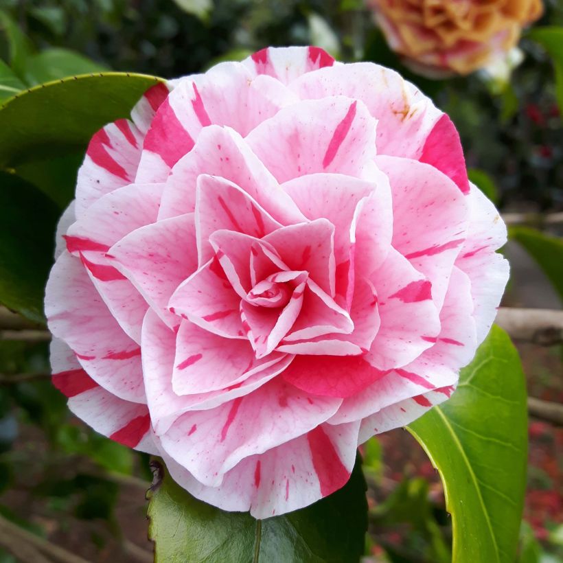 Camellia Lavinia Maggi - Japanische Kamelie (Blüte)