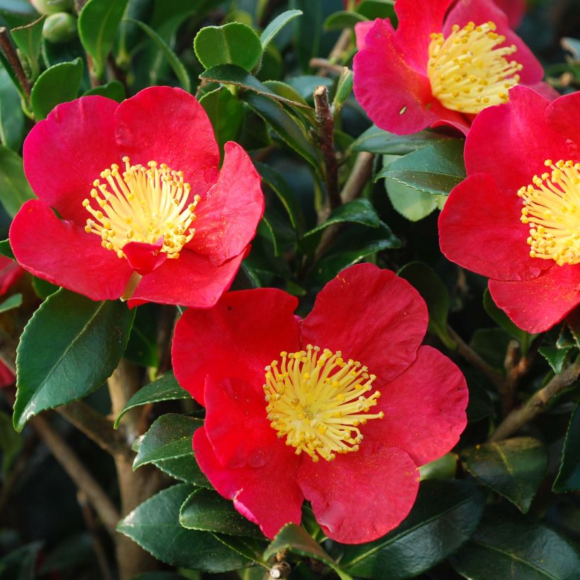 Camellia Yuletide - Kamelie (Blüte)