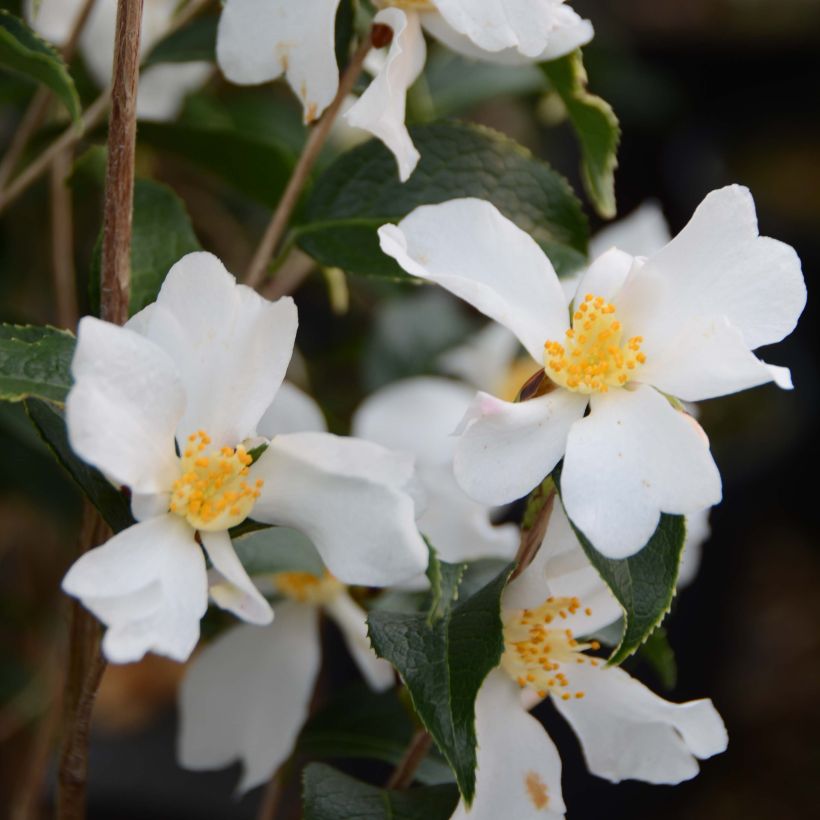 Camellia grijsii (Blüte)