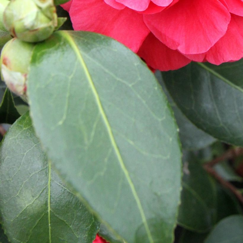 Camellia Blood of China - Japanische Kamelie (Laub)