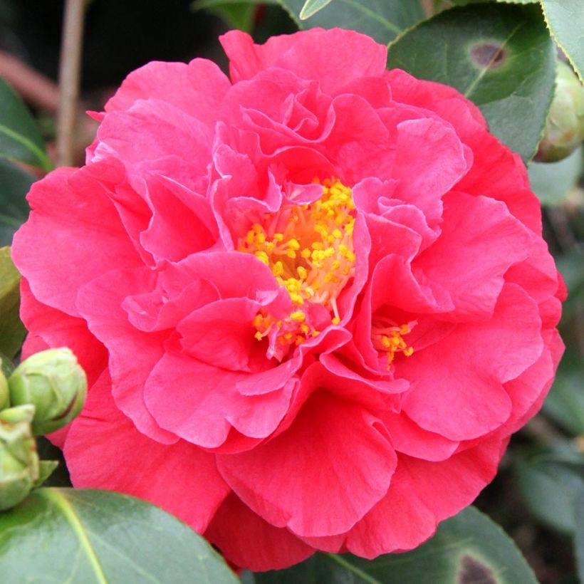 Camellia Blood of China - Japanische Kamelie (Blüte)