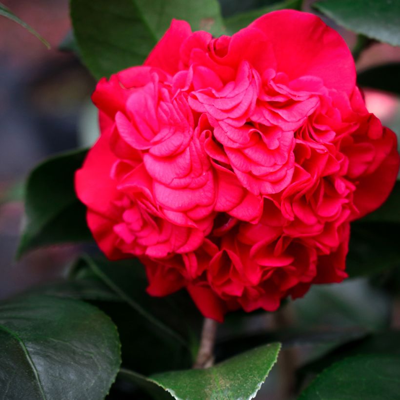 Camellia Kramer's Supreme - Japanische Kamelie (Blüte)