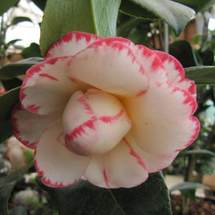 Camellia Margaret Davis - Japanische Kamelie (Blüte)