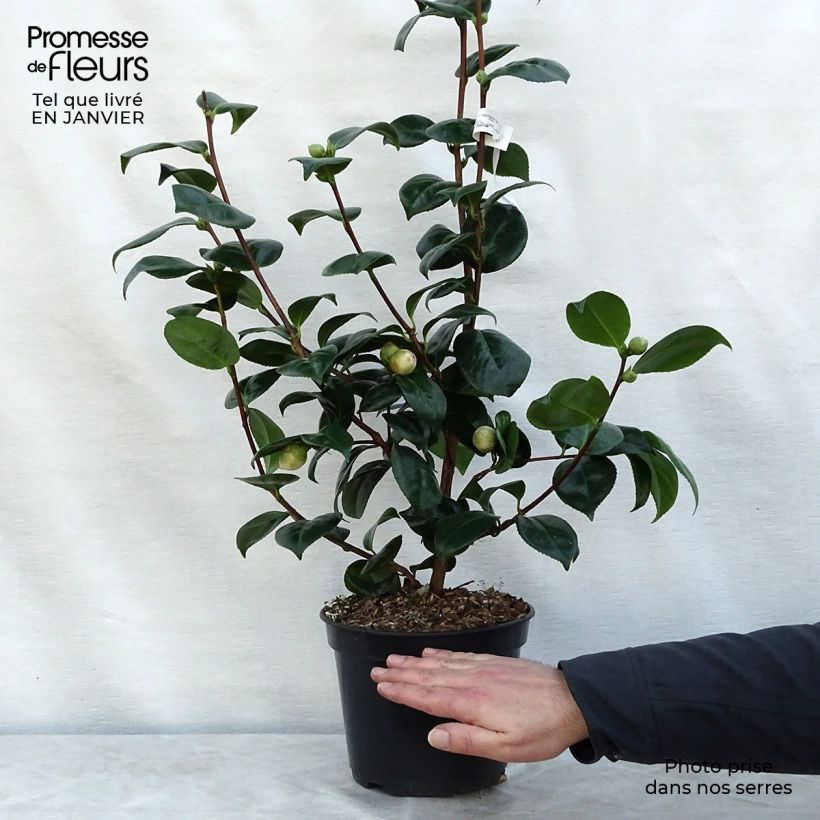 Exemplar von Camélia Margaret Davis - Camellia japonica Pot de 4L/5L wie im Winter geliefert