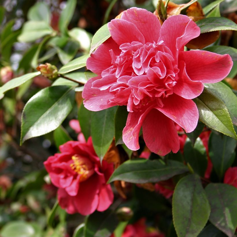 Camellia Mark Alan - Japanische Kamelie (Blüte)