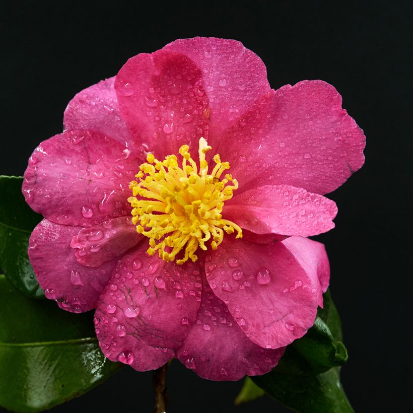 Camellia sasanqua Belinda - Herbstblühende Kamelie (Blüte)