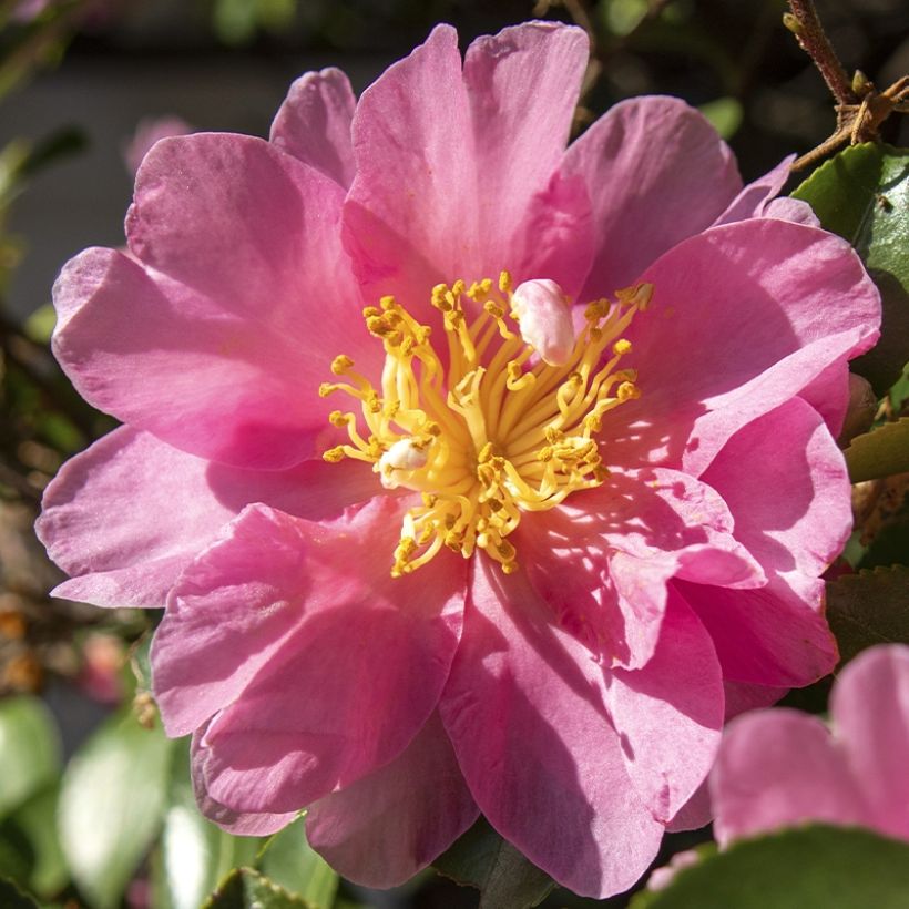 Camellia sasanqua Belinda - Herbstblühende Kamelie (Blüte)