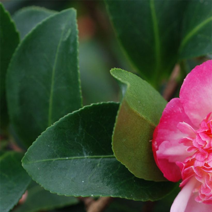 Camellia sasanqua Choji Guruma - Herbstblühende Kamelie (Laub)