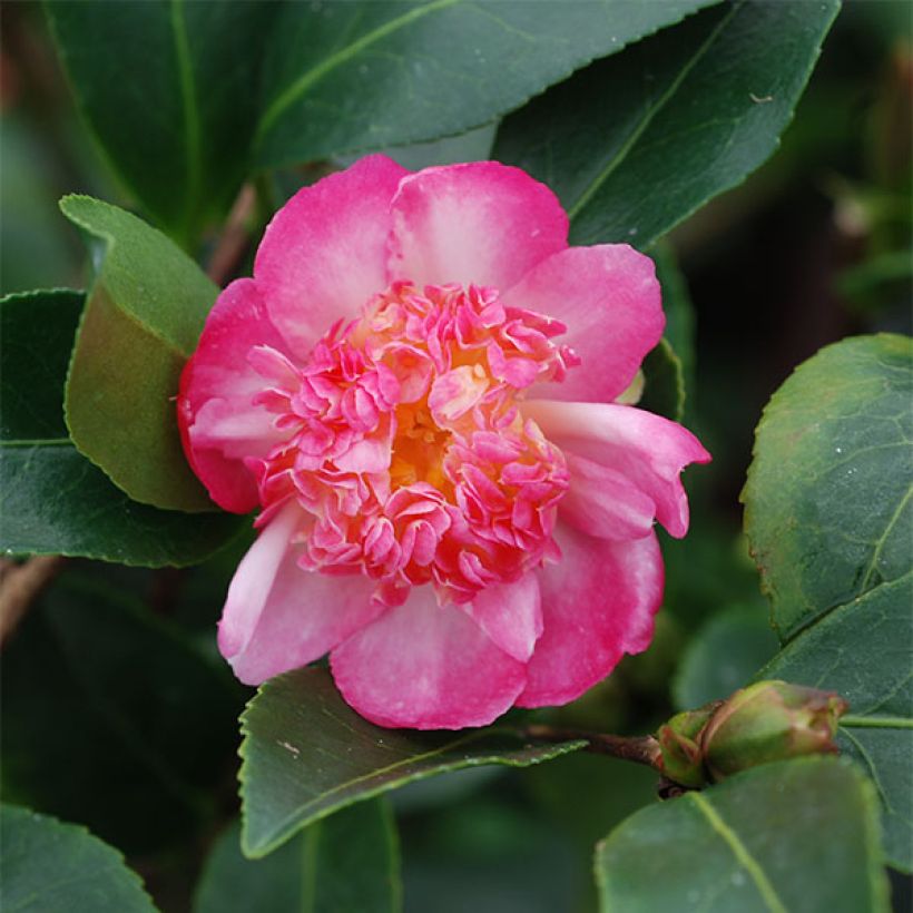 Camellia sasanqua Choji Guruma - Herbstblühende Kamelie (Blüte)