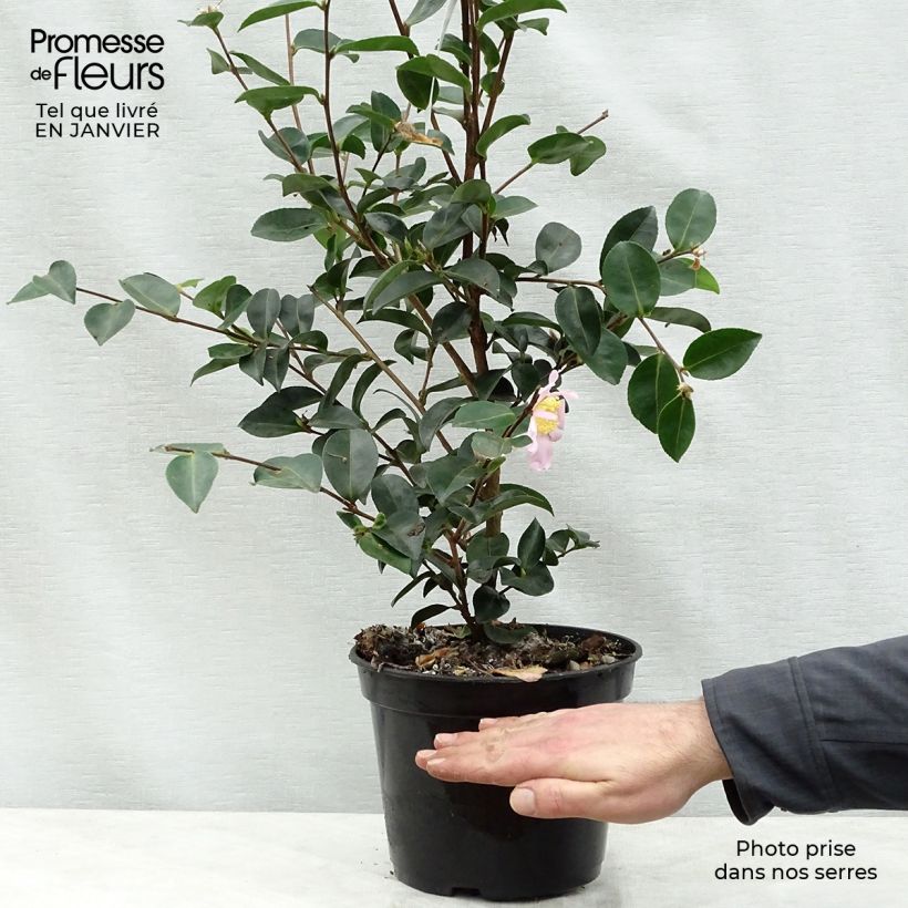 Exemplar von Camélia d'automne - Camellia sasanqua Plantation Pink Pot de 4L/5L wie im Winter geliefert