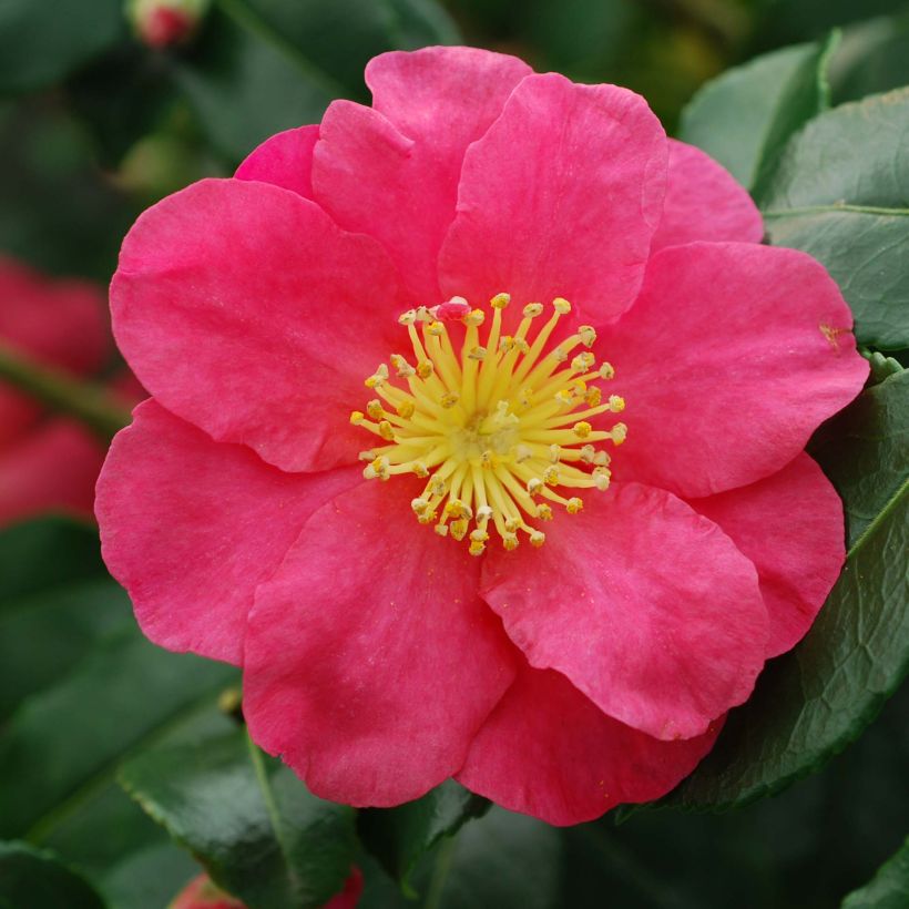 Camellia sasanqua Sekiyo - Herbstblühende Kamelie (Blüte)