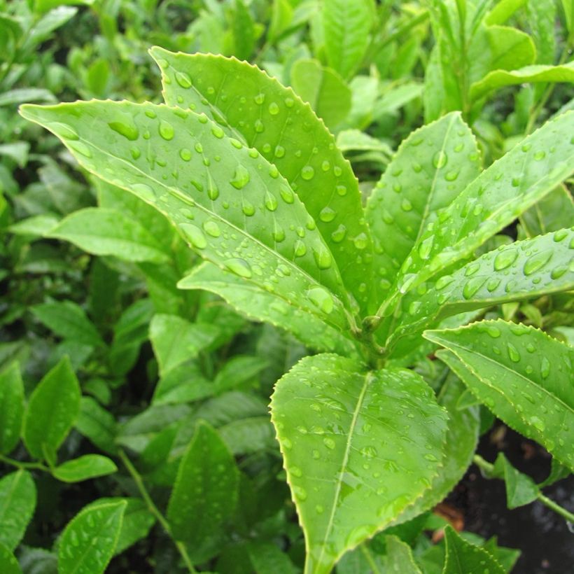 Camellia sinensis - Chinesischer Teestrauch (Laub)