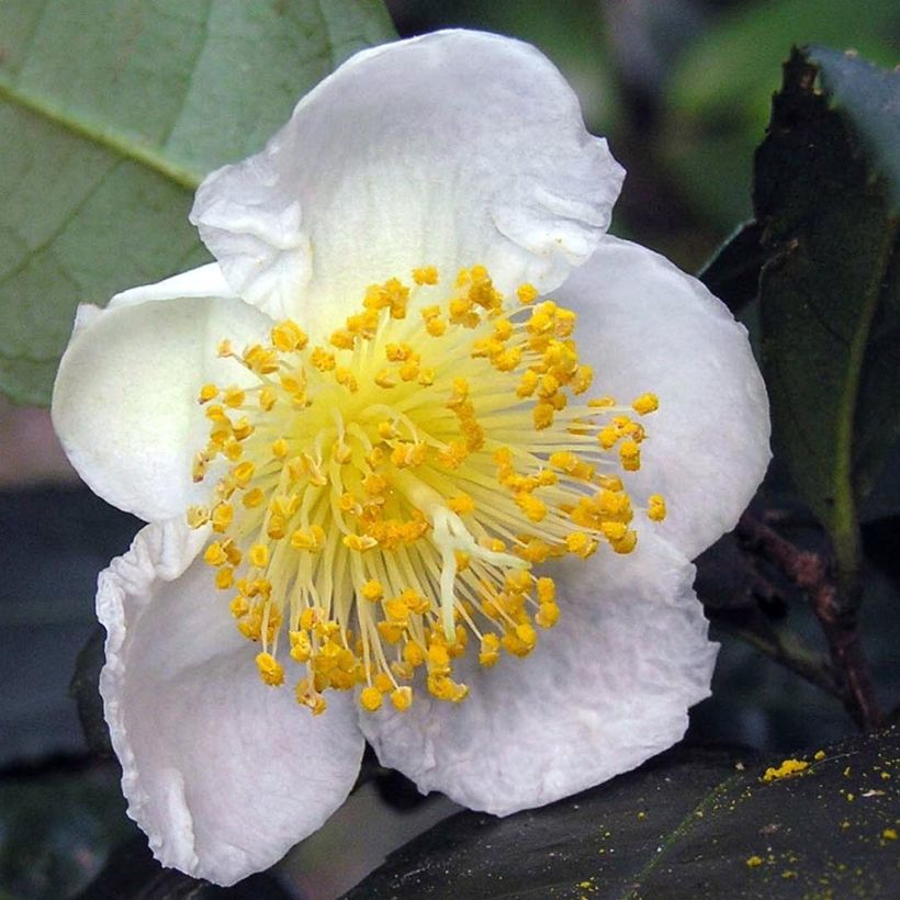 Camellia sinensis - Chinesischer Teestrauch (Blüte)