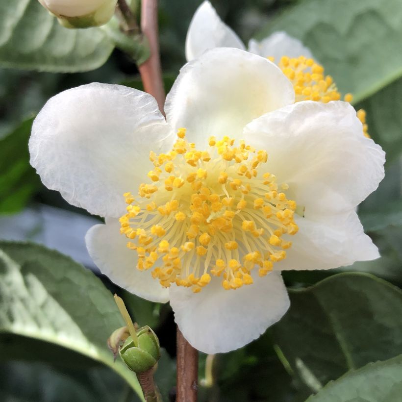 Chinesischer Teestrauch Théojardin - Camellia sinensis (Blüte)