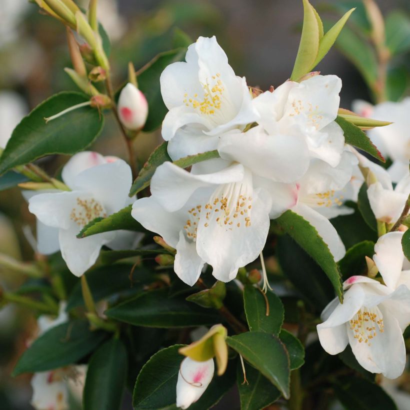 Camellia transnokoensis (Blüte)