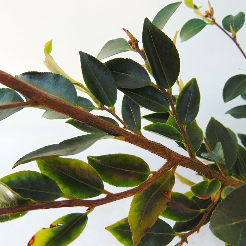 Camellia transnokoensis (Laub)