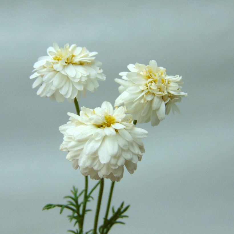 Römische Hundskamille Treneague - Chamaemelum nobile (Blüte)