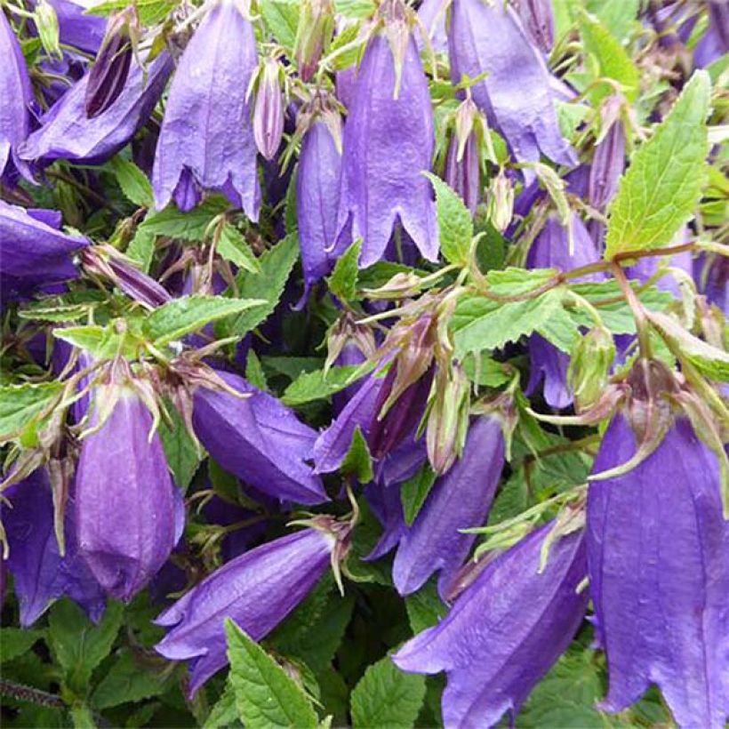 Campanula takesimana Ringsabell Indigo Blue - Korea-Glockenblume (Blüte)