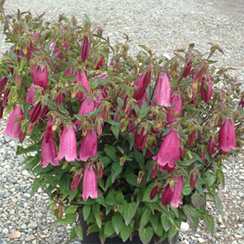 Campanula takesimana Ringsabell Mulberry Rose - Korea-Glockenblume (Hafen)