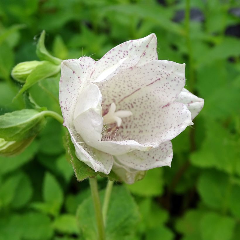 Campanula punctata Wedding Bells - Pyramiden-Glockenblume (Blüte)