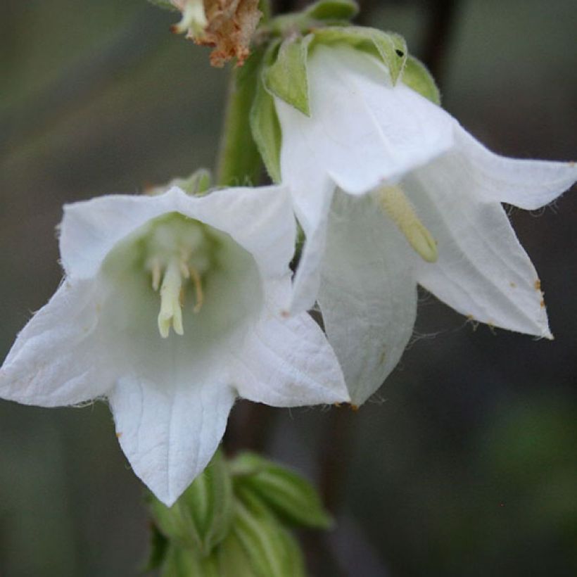 Campanula alliariifolia - Knoblauchraukenblättrige Glockenblume (Blüte)