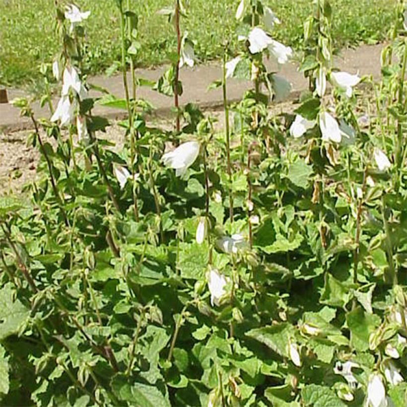 Campanula alliariifolia - Knoblauchraukenblättrige Glockenblume (Hafen)