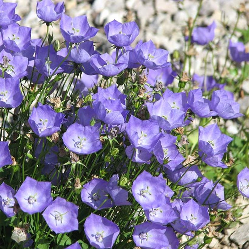 Campanula carpatica - Karpaten-Glockenblume (Blüte)