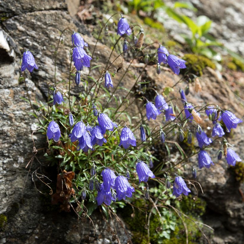 Campanula cochleariifolia - Zwerg-Glockenblume (Hafen)