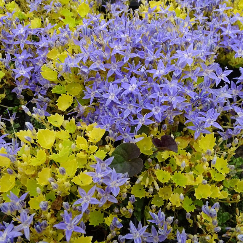 Campanula garganica Dickson s Gold - Sternpolster-Glockenblume (Hafen)