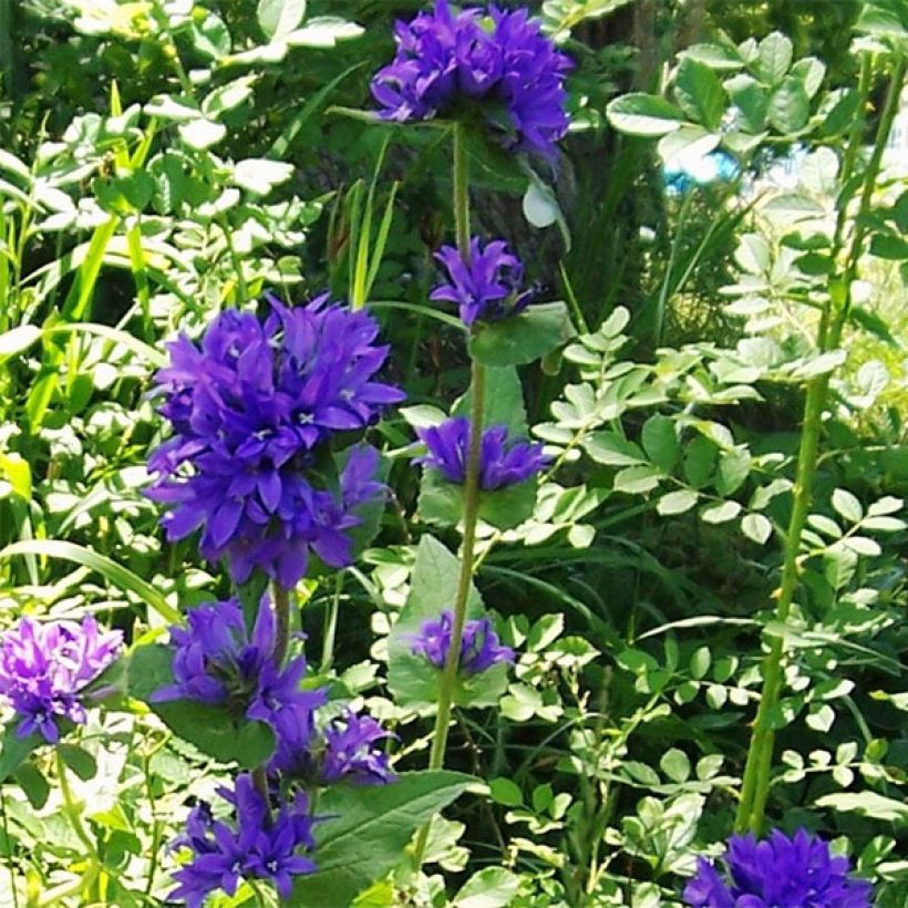 Campanula glomerata var. acaulis - Knäuel-Glockenblume (Hafen)