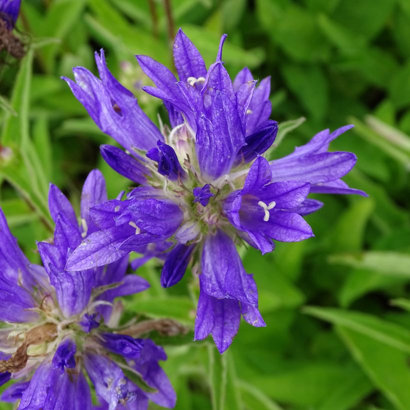 Campanula glomerata Genti Twisterbell - Knäuel-Glockenblume (Blüte)