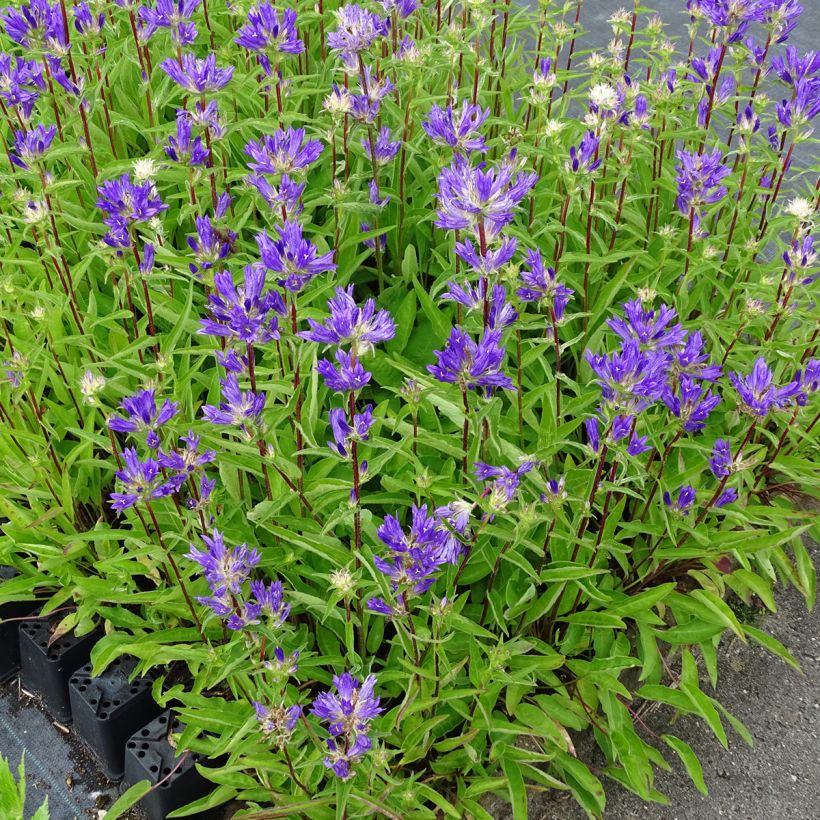 Campanula glomerata Genti Twisterbell - Knäuel-Glockenblume (Hafen)