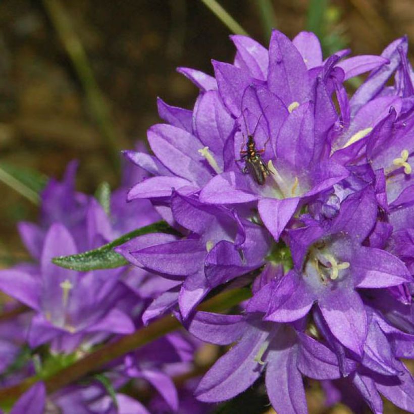 Campanula glomerata Superba - Knäuel-Glockenblume (Blüte)