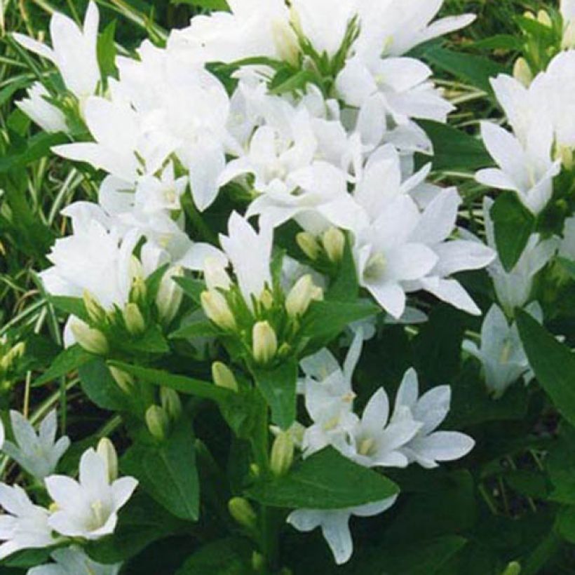 Campanula glomerata Alba - Knäuel-Glockenblume (Blüte)